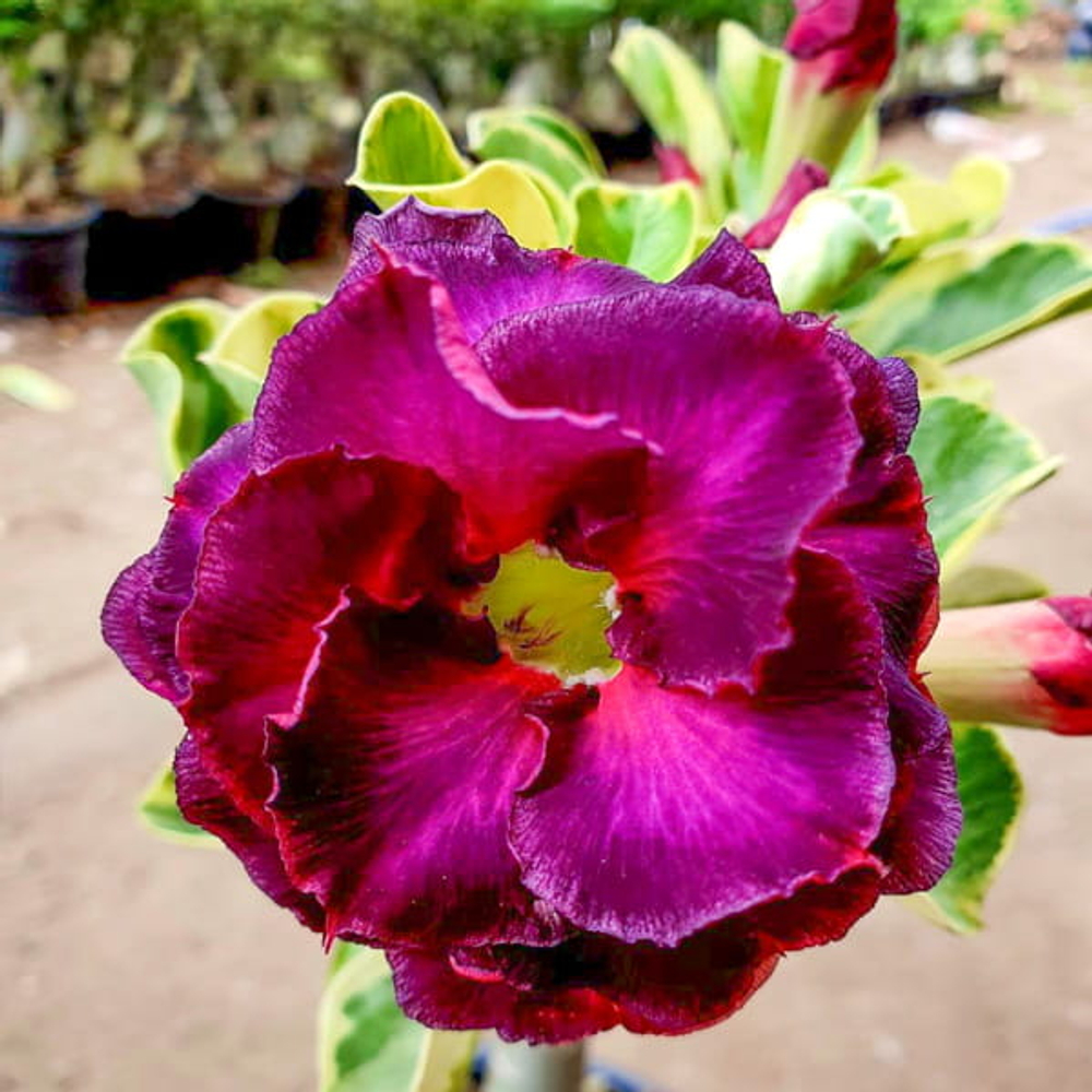 Адениум вариегатный WONDERFUL PURPLE VAR