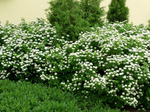 Спирея берёзолистная (Spiraea betulifolia)
