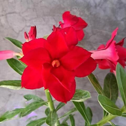 Адениум DOUBLE HELIO