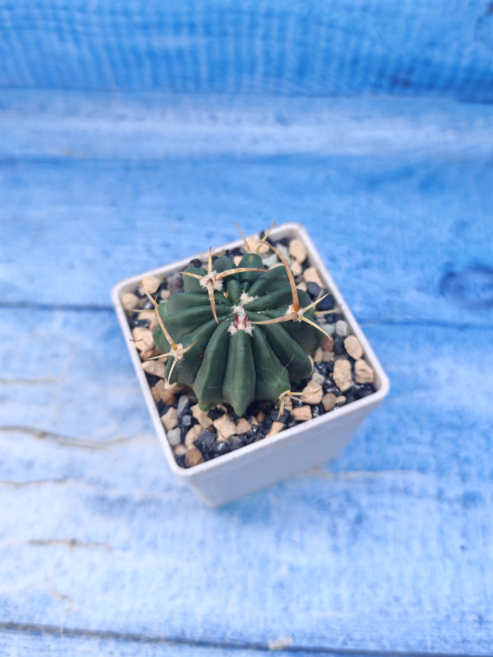 Stenocactus Coptonogonus (Стенокактус)