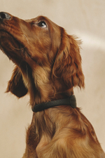 Ошейник "Пони-Макарони" Черный