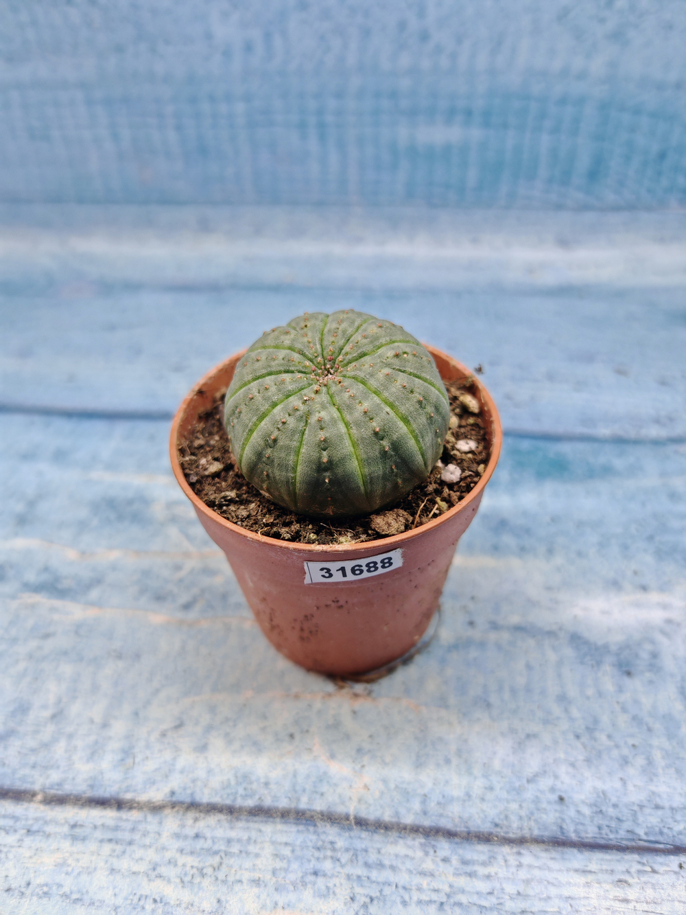 Euphoria Obesa (Эуфорбия)