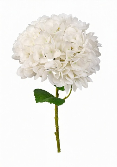 Гортензия соцветие XL (без стебля)