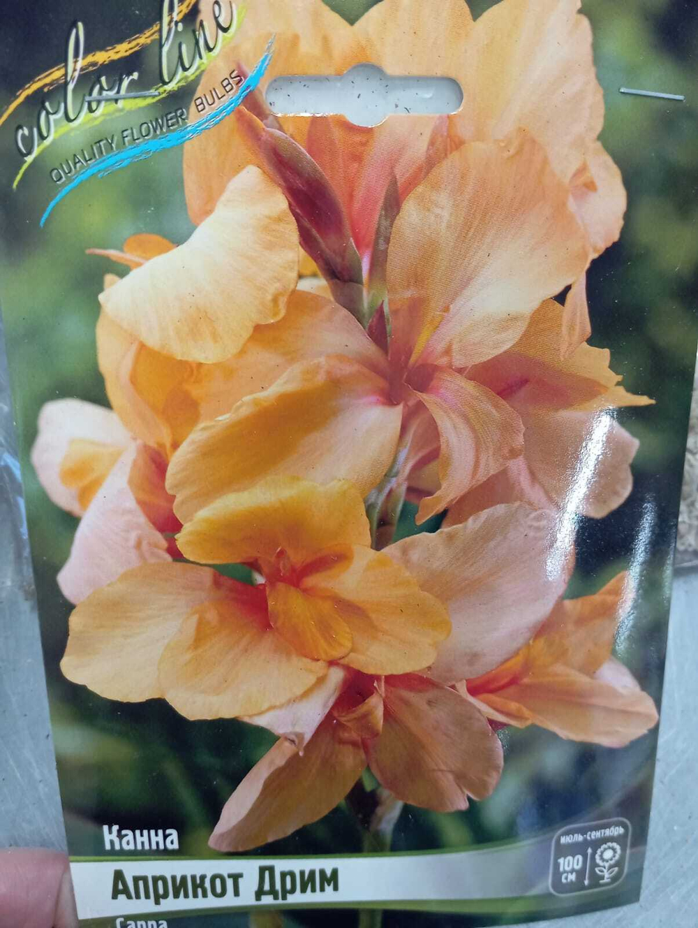 Канна Априкот Дрим (зелен.) (2)