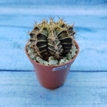 Gymnocalycium Friedrichii (Гимнокалициум)