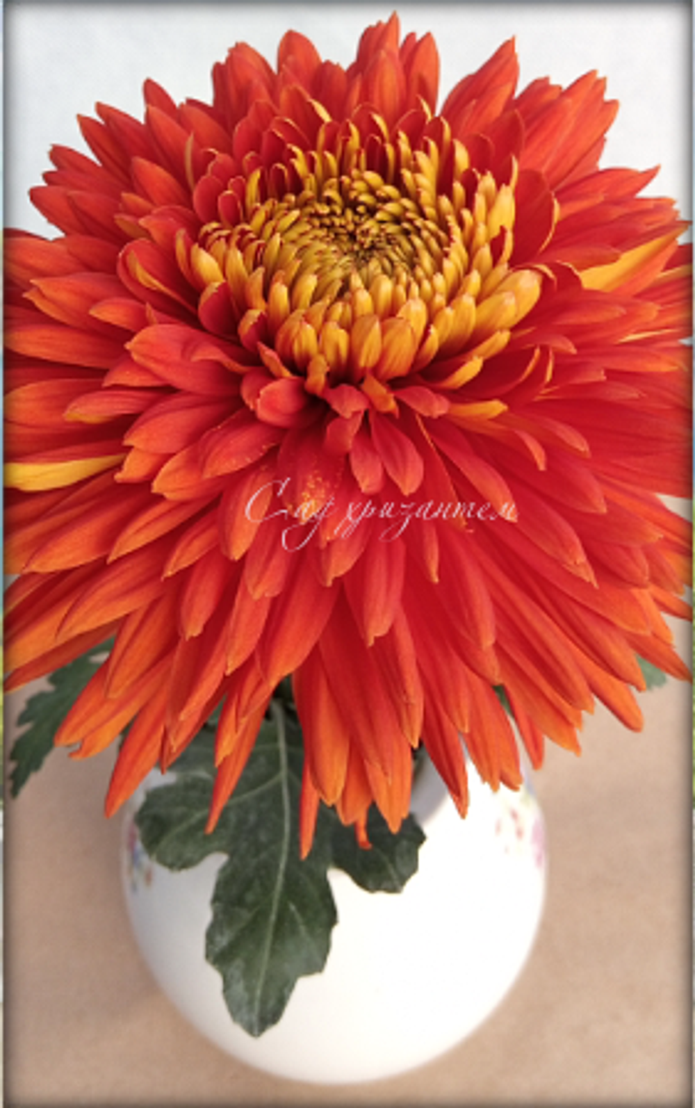 Хризантема одноголовая Эскорт ☘🌻 о.84 (нет в наличии)