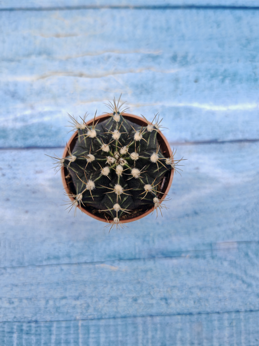 Gymnocalycium Friedrichii (Гимнокалициум)