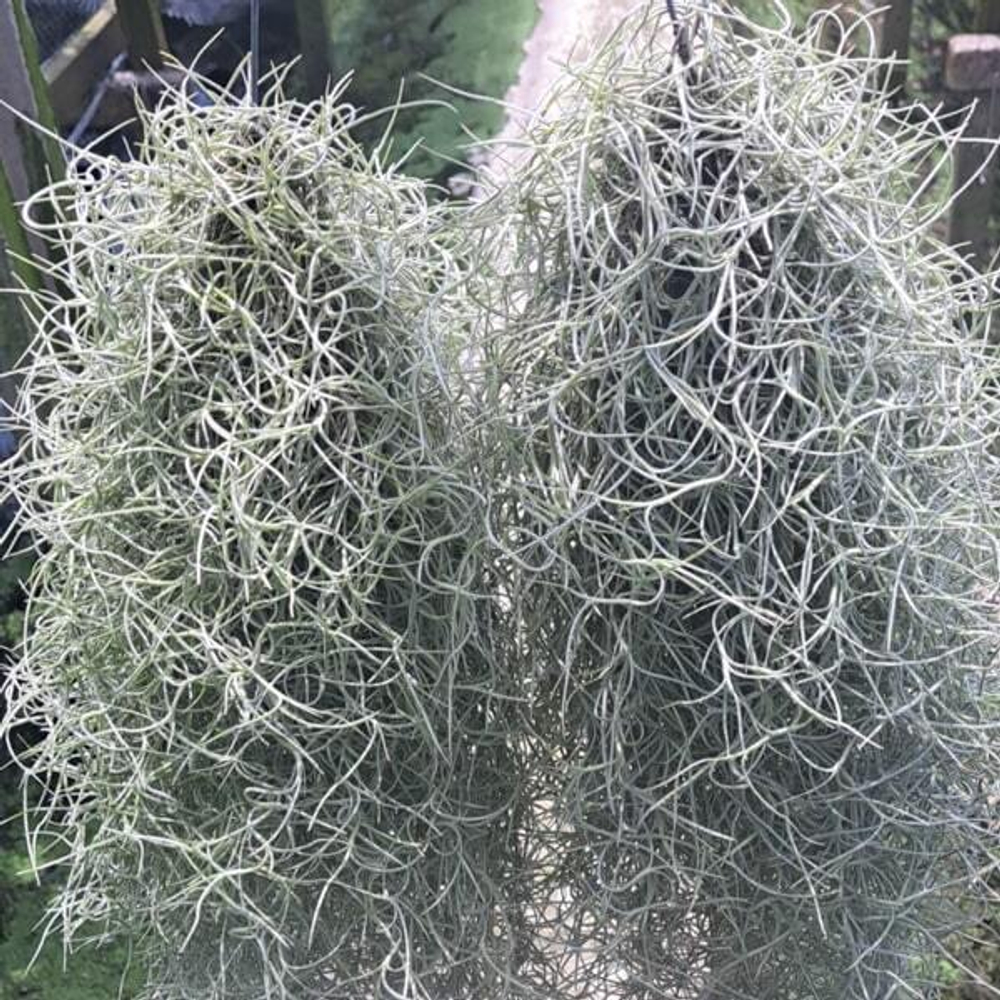 Тилландсия usneoides (H15)