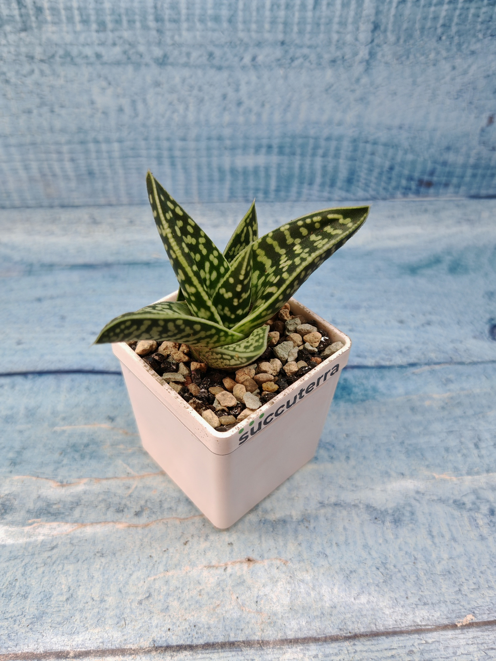 Gasteraloe Aveo (Гастерлоэ)
