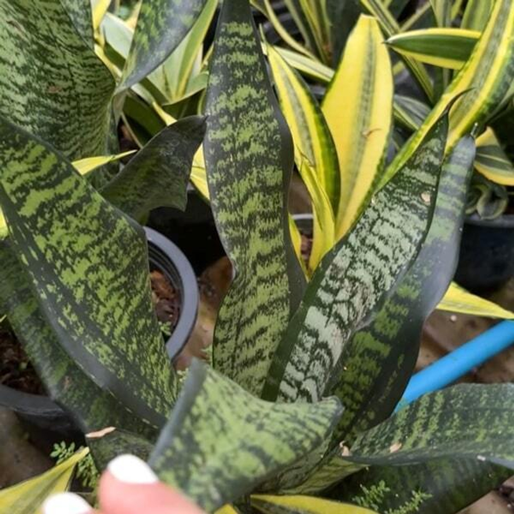 Сансевиерия EVE