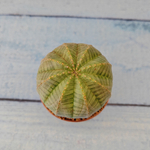 Euphoria Obesa (Эуфорбия)