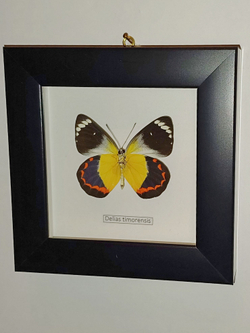 Бабочка Delias timorensis в рамке