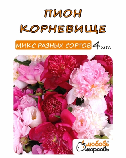 Пион Корневище, Микс разных сортов, 4шт