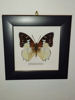 Бабочка Charaxes hardianus в рамке