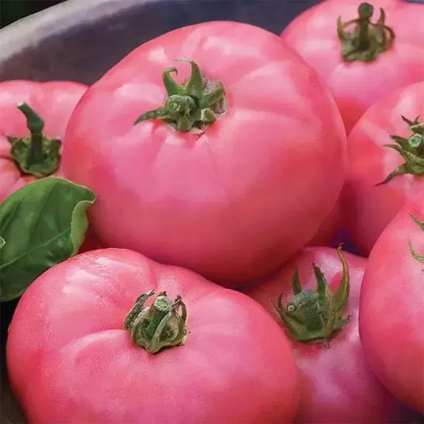 Технология выращивания розового томата