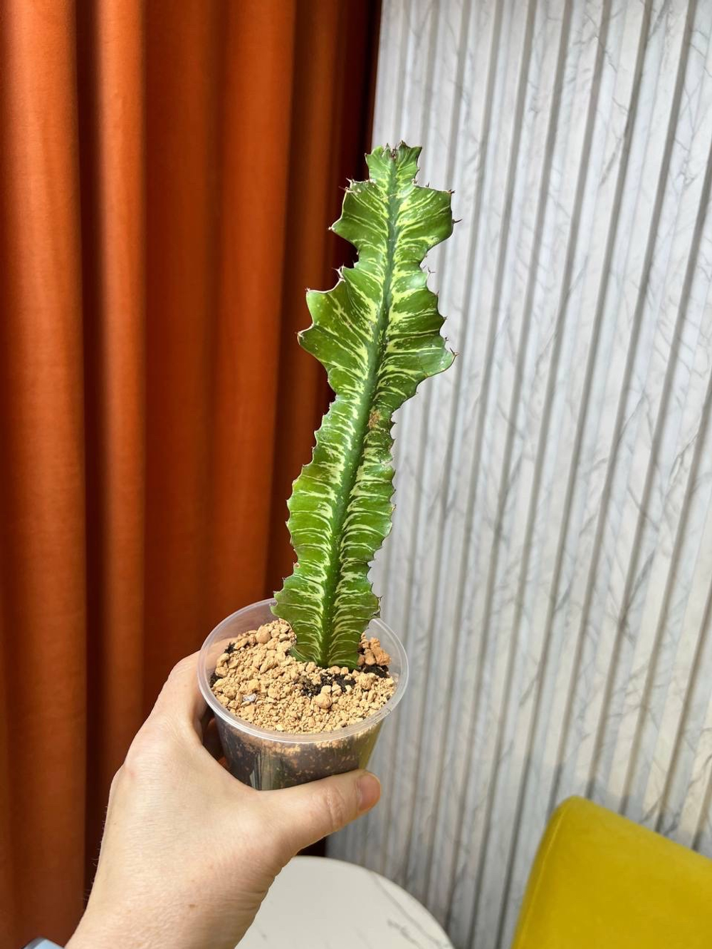 Эуфорбия Аммак, D8см Н20см, 1шт, Urban Jungle (2962)