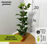 Дизиготека Элеганс Гемини, D7см Н25см, 1шт, Нидерланды