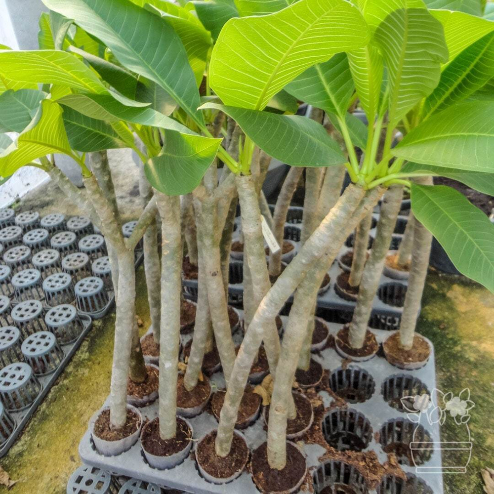 Плюмерия THIP PRATHUMPHON