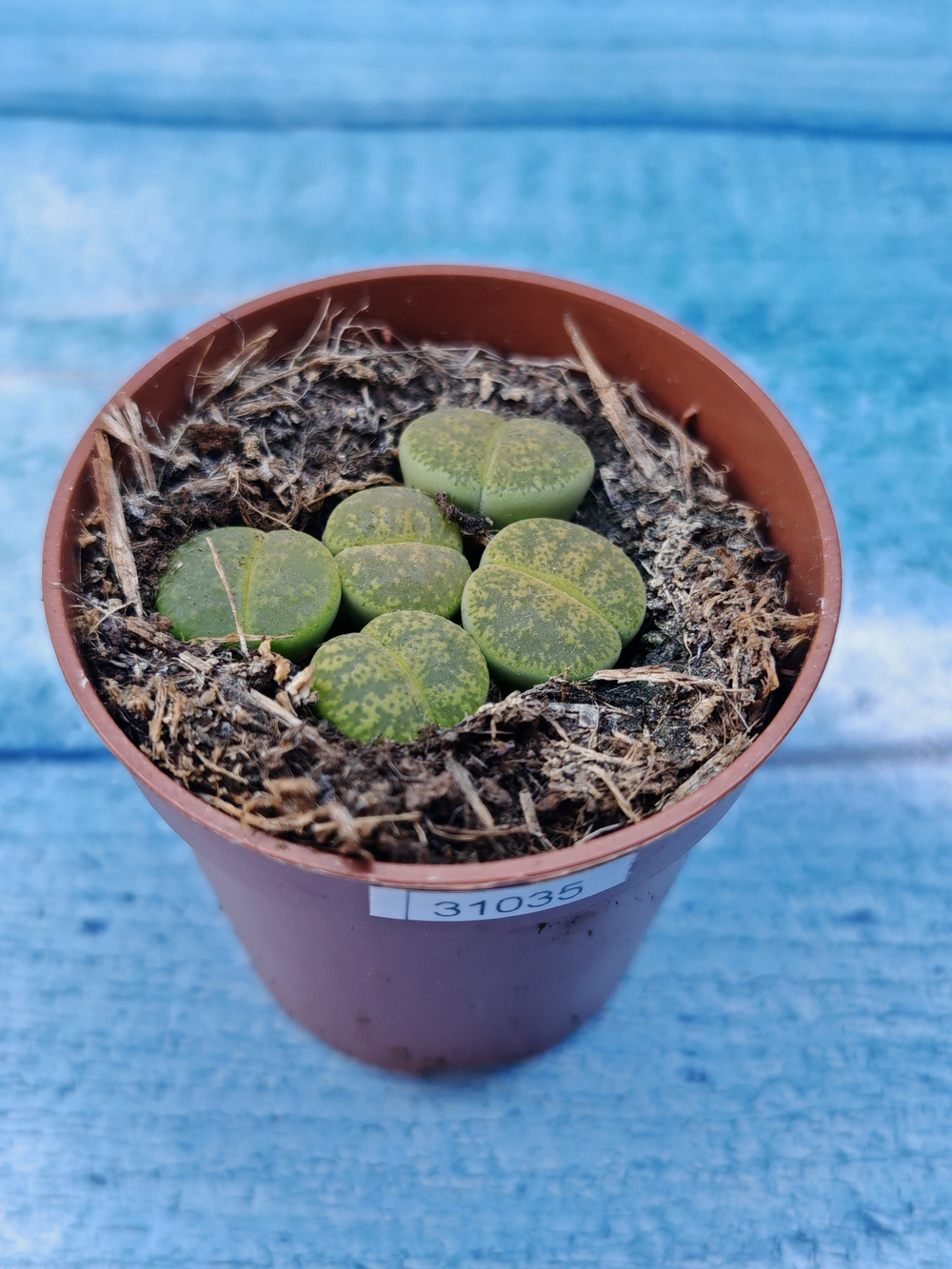 Lithops sp. (Литопсы)