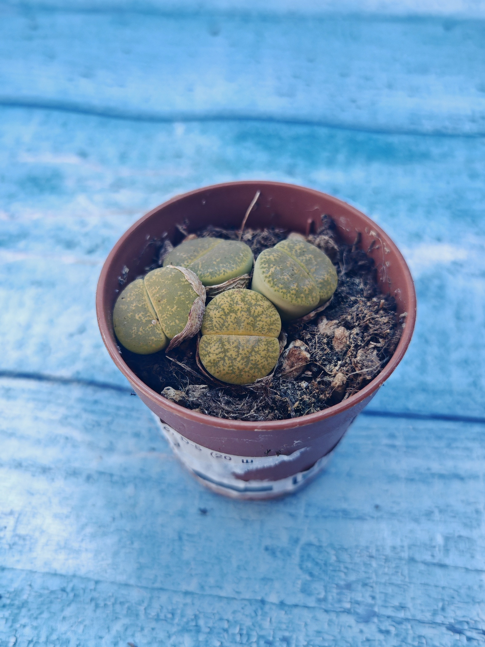 Lithops sp. (Литопсы)