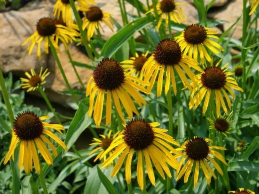 Эхинацея странная (paradoxa) С2 Закупка М39 июнь 2026