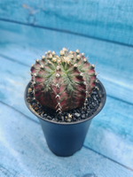 Gymnocalycium T-Rex Pink hybride (Гимнокалициум T-rex)
