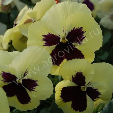 S2589 Виола Cello Primrose Shades with Blotch 100 шт.