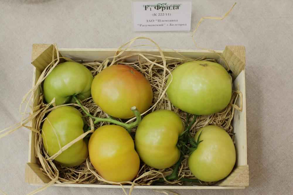 Фрида F1 семена томата индетерминантного (Гавриш) – фото 4