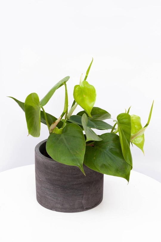 Филодендрон Сканденс