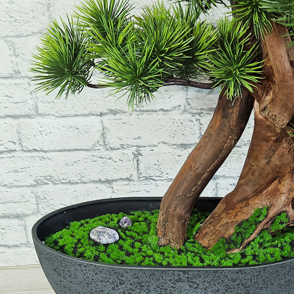 Бонсай Сосна японская 60см на натуральном стволе