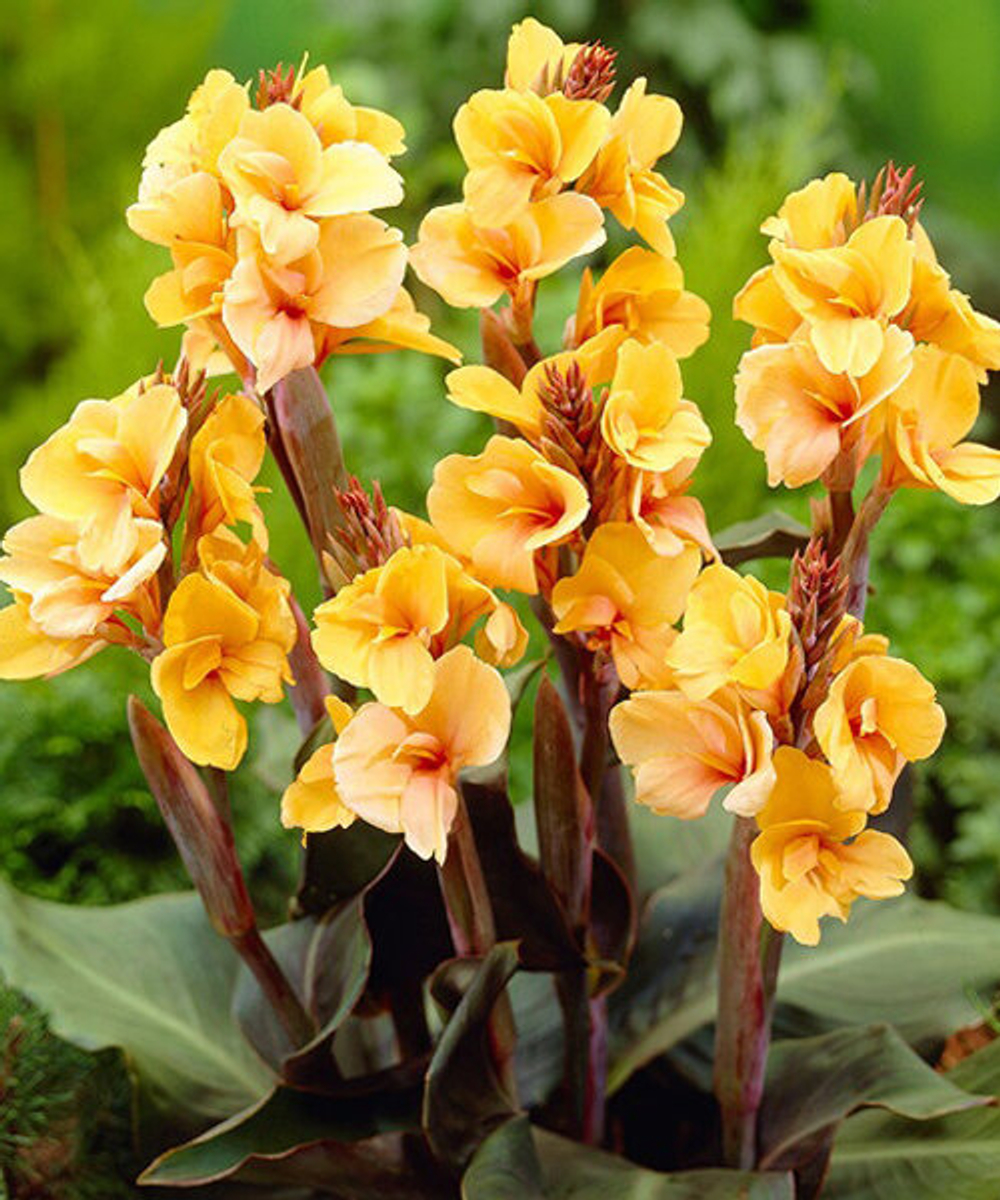 Канна Луйс Коттин (1 шт)