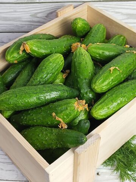 Огурцы салатные 500 - 600 гр.