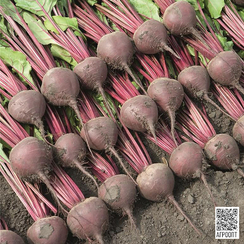 Беттолло F1 семена свеклы (Bejo / Бейо)