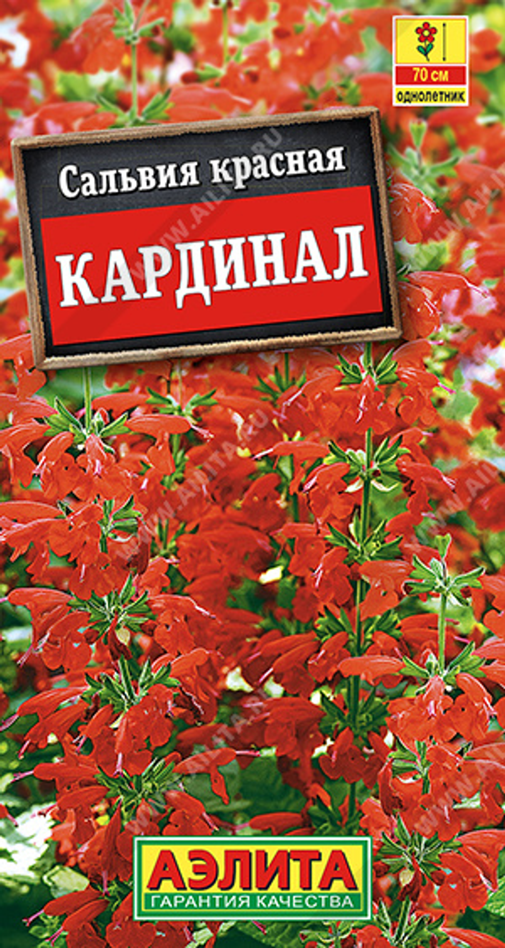 Сальвия Кардинал