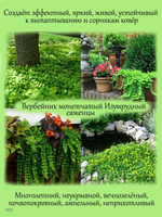 Вербейник Лизимахия монетчатый изумрудный многолетний