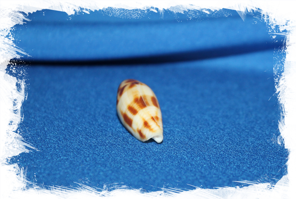 Коллекционная морская ракушка Conus mitratus, Конус митратус