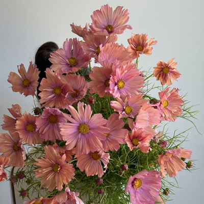 Космея дваждыперистая абрикосовый Apricotta