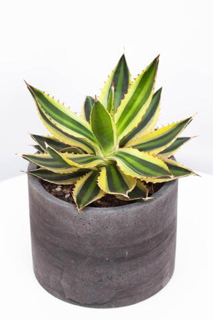 Агава Лофанта Квадриколор