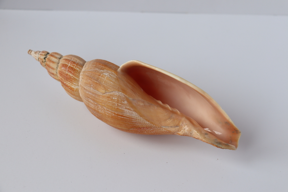 Фулгорария канеко, 18,5см, 1шт