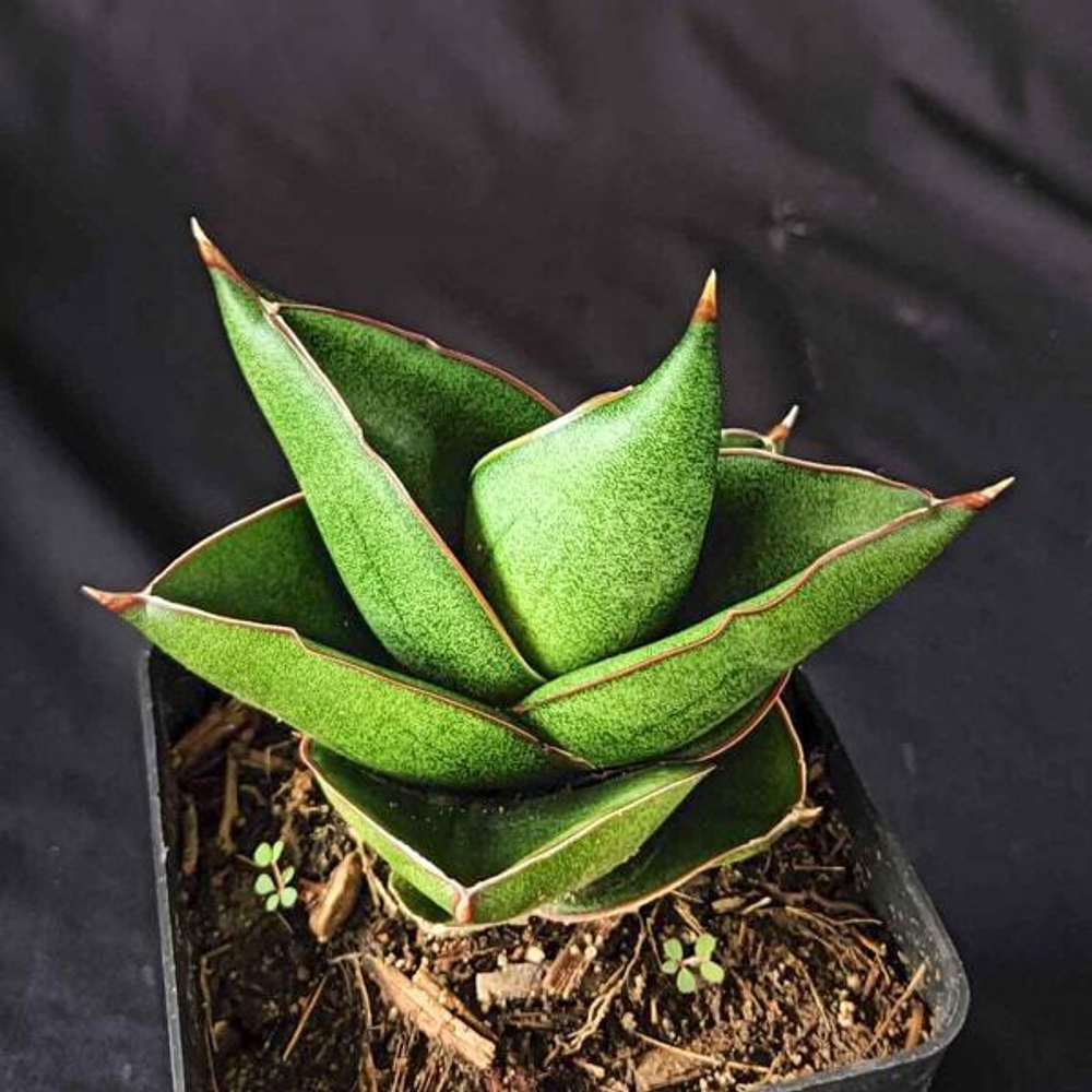 Сансевиерия NOAH'S ARCH