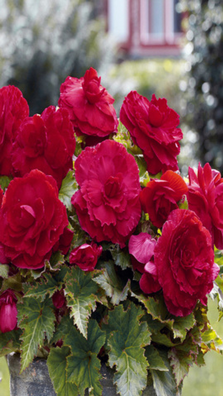 Бeгoния клубневая "ЖМ. Дaбл Дapк Рeд" 1шт, Нидерланды.