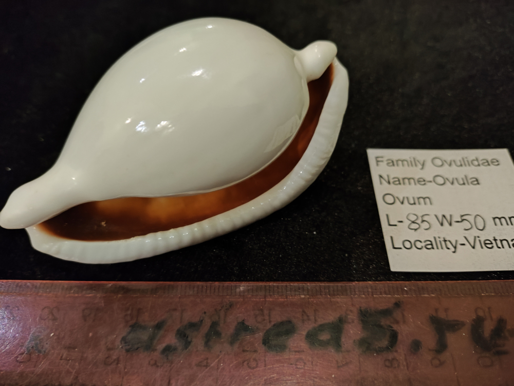 Овула Овум 85-90мм