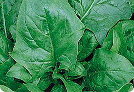 Шпинат Стоик 3гр Поиск