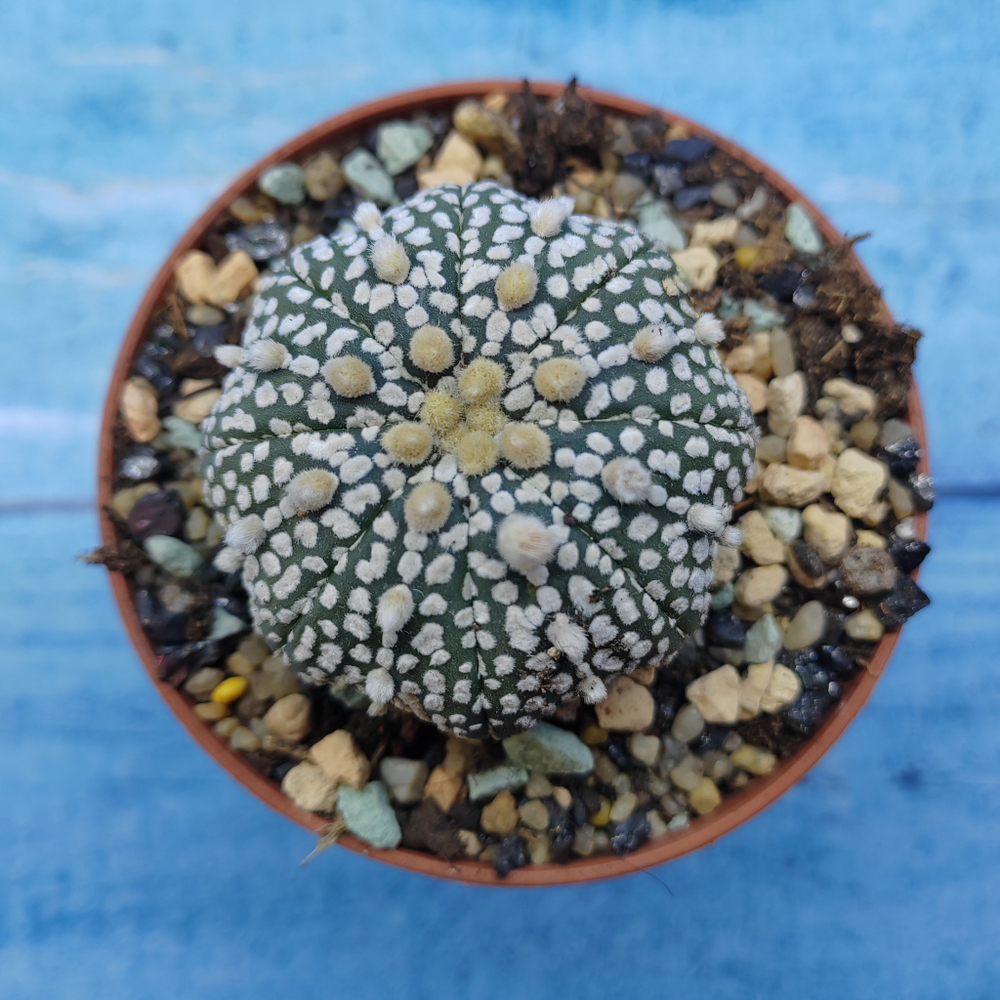 Astrophytum Asterias "Super Kabuto" (Астрофитум)