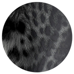 Тетрадь, 48 л, клетка, МОНОХРОМНЫЙ ЛЕОПАРД А5