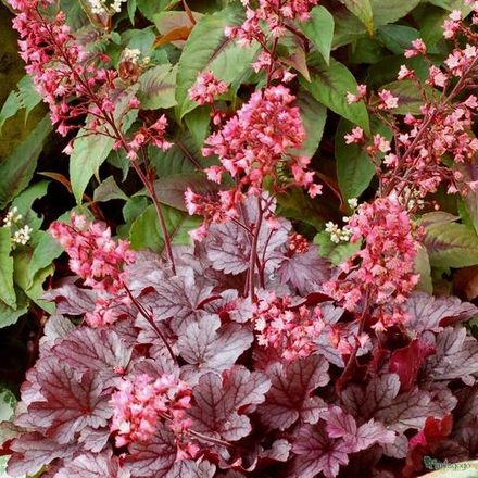 Гейхера Милан С2