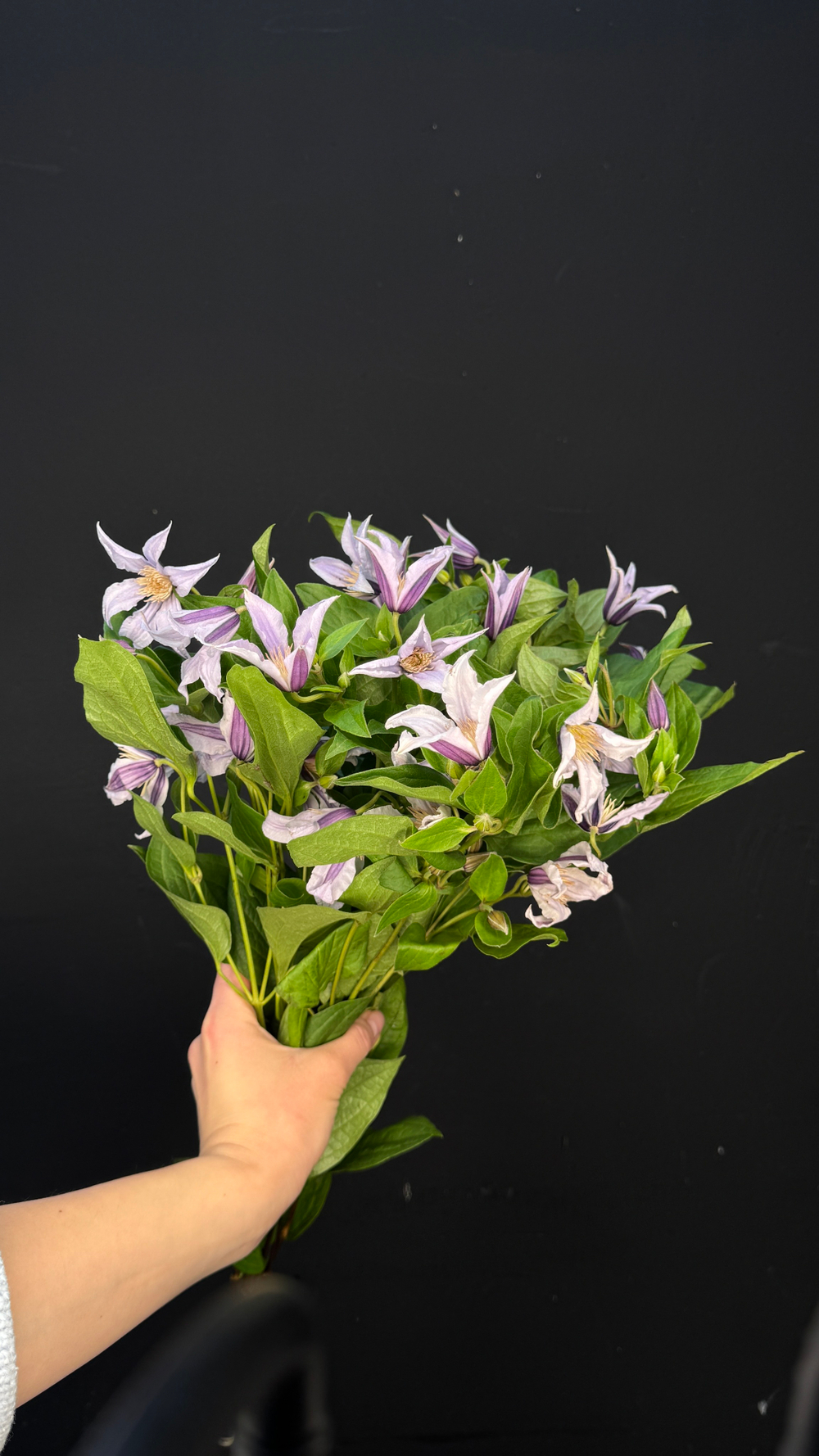 Клематис пачка / 10 шт