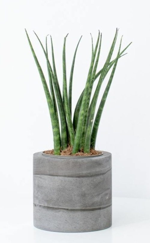 Сансевиерия Фернвуд