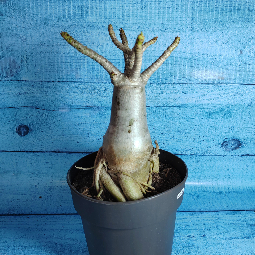 Adenium Baobab (Адениум)