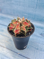Gymnocalycium Variegata (Гимнокалициум Вариегатный)